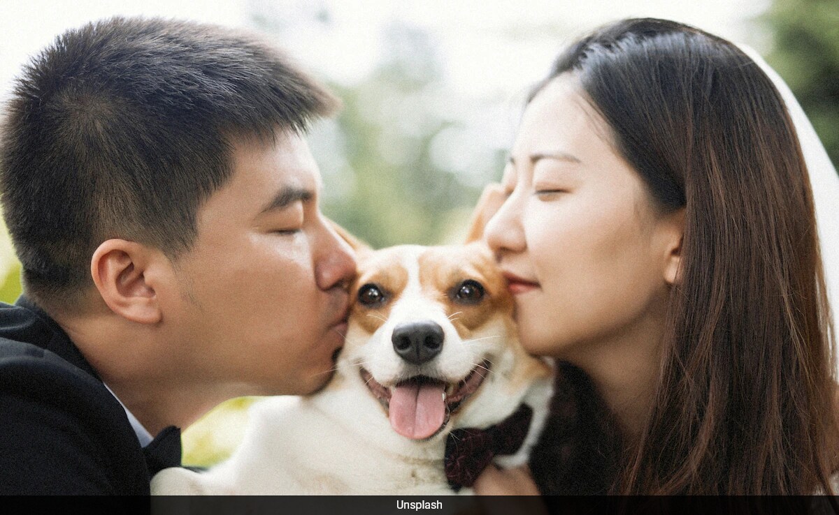 Chinese Pet Owners Targeted in 'Psychic' Scam After Pet Deaths