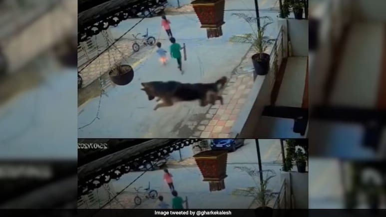 German Shepherd's Leap Saves Children From Stray Dog In Rishikesh: "Well Done <i>Dogesh Bhai</i>" German Shepherd's Leap Saves Children From Stray Dog In Rishikesh: "Well Done <i>Dogesh Bhai</i>"