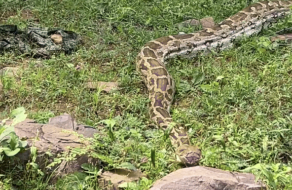 अजगर 15 फीट लंबा था अजगर 15 फीट लंबा था