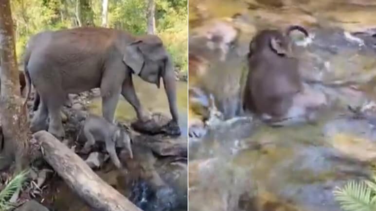 पानी की धारा में लोट-लोटकर मस्ती करता दिखा हाथी का बच्चा, क्यूट Video देख नहीं भरेगा दिल, बार-बार देख रहे लोग पानी की धारा में लोट-लोटकर मस्ती करता दिखा हाथी का बच्चा, क्यूट Video देख नहीं भरेगा दिल, बार-बार देख रहे लोग