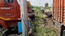 धौलपुर पुलिस की बड़ी कार्रवाई, ट्रक में बूचड़खाने जा रहे 200 पशु पकड़े, 6 तस्कर भी गिरफ्तार