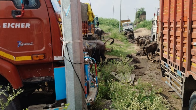 धौलपुर पुलिस की बड़ी कार्रवाई, ट्रक में बूचड़खाने जा रहे 200 पशु पकड़े, 6 तस्कर भी गिरफ्तार