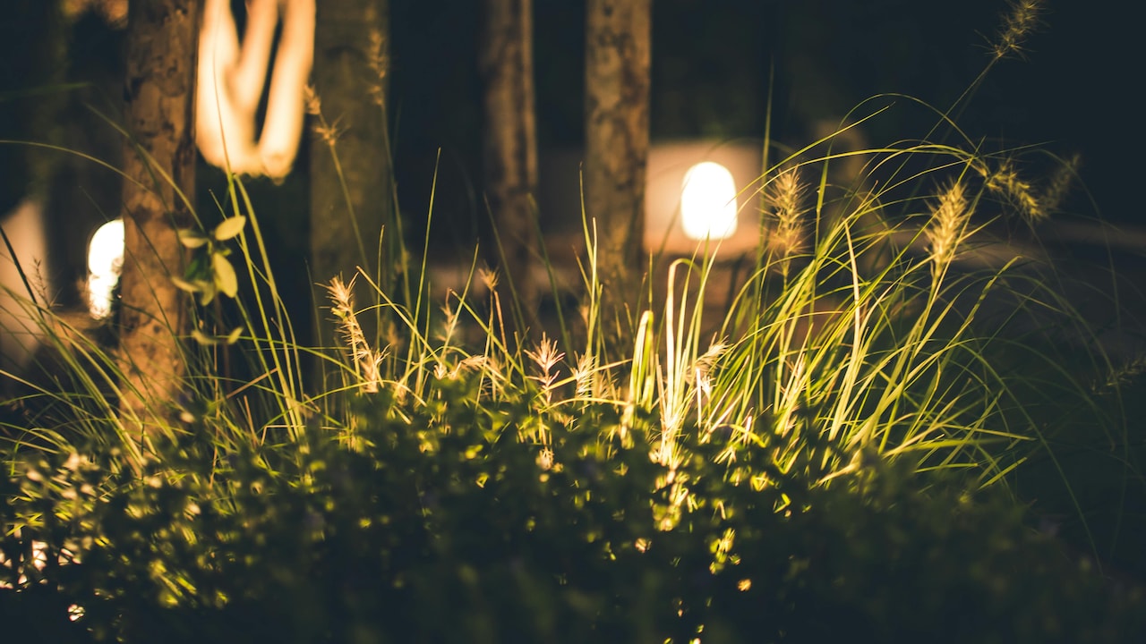 Add solar-powered lights to make your garden look inviting 