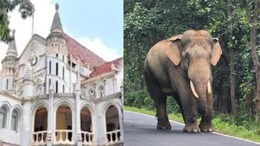 Wild Elephants: हाथी की मौत को लेकर हाई कोर्ट सख्त, MP सरकार को लगाई फटकार, दिए ये निर्देश
