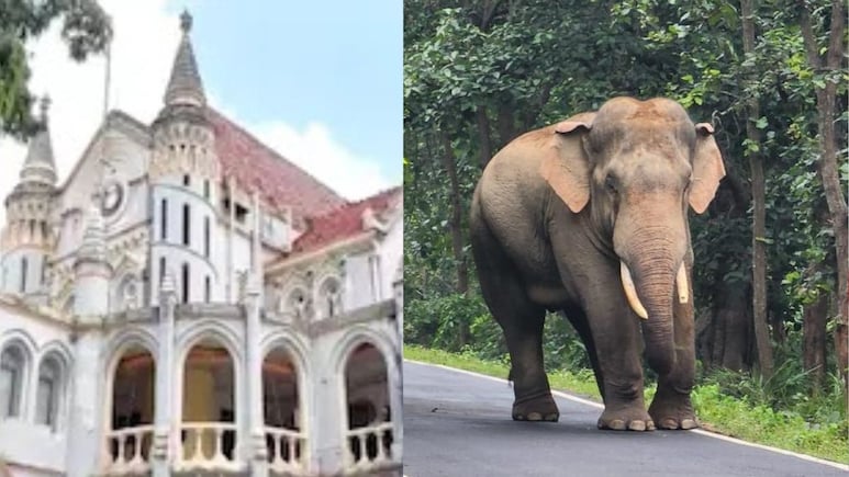 Wild Elephants: हाथी की मौत को लेकर हाई कोर्ट सख्त, MP सरकार को लगाई फटकार, दिए ये निर्देश