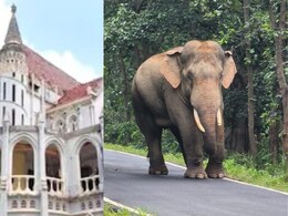 Wild Elephants: हाथी की मौत को लेकर हाई कोर्ट सख्त, MP सरकार को लगाई फटकार, दिए ये निर्देश Wild Elephants: हाथी की मौत को लेकर हाई कोर्ट सख्त, MP सरकार को लगाई फटकार, दिए ये निर्देश
