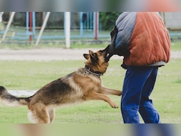 Indapur News: पिसाळलेला कुत्रा 10 जणांना चावला, रेबिजची लसही मिळेना, इंदापुरात आरोग्यव्यवस्थेचे तीन तेरा!