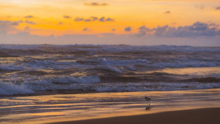 Gokarna Vs Kovalam: Which One Offers A More Peaceful Beach Experience Gokarna Vs Kovalam: Which One Offers A More Peaceful Beach Experience