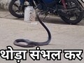MP News: घर में घुसा 20 साल पुराना ब्लैक कोबरा, मचा हड़कंप... ऐसे किया गया रेस्क्यू