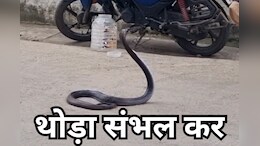 MP News: घर में घुसा 20 साल पुराना ब्लैक कोबरा, मचा हड़कंप... ऐसे किया गया रेस्क्यू