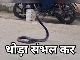 MP News: घर में घुसा 20 साल पुराना ब्लैक कोबरा, मचा हड़कंप... ऐसे किया गया रेस्क्यू MP News: घर में घुसा 20 साल पुराना ब्लैक कोबरा, मचा हड़कंप... ऐसे किया गया रेस्क्यू