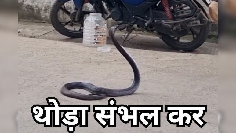 MP News: घर में घुसा 20 साल पुराना ब्लैक कोबरा, मचा हड़कंप... ऐसे किया गया रेस्क्यू MP News: घर में घुसा 20 साल पुराना ब्लैक कोबरा, मचा हड़कंप... ऐसे किया गया रेस्क्यू