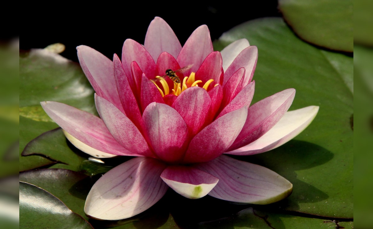 Latest and Breaking News on NDTV Latest and Breaking News on NDTV