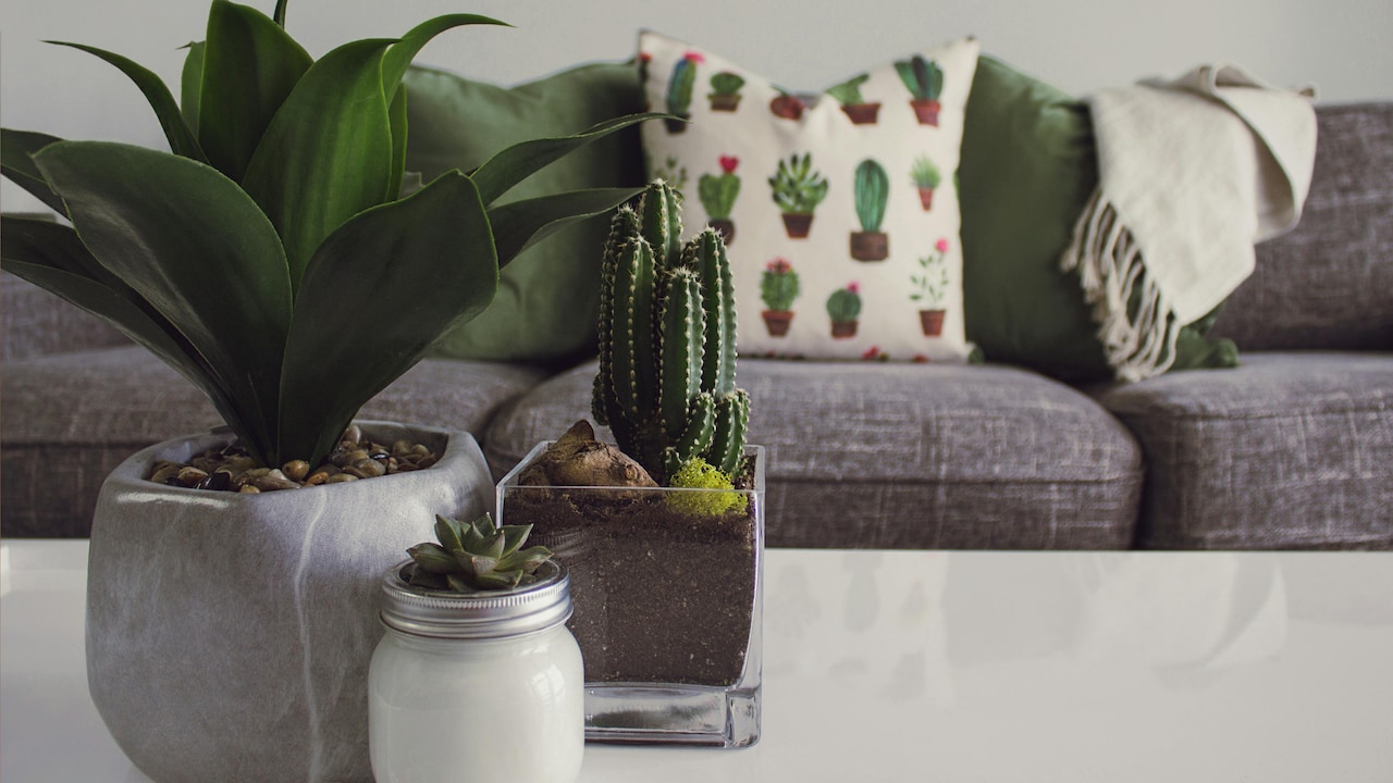 Affordable Self-Watering Indoor Planters Taking Over Pinterest Boards