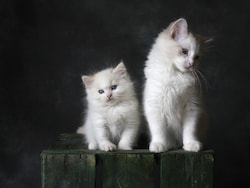 UK Teen Gets 1 Year Jail For &quot;Sadistic&quot; Torture, Killing Of 2 Kittens