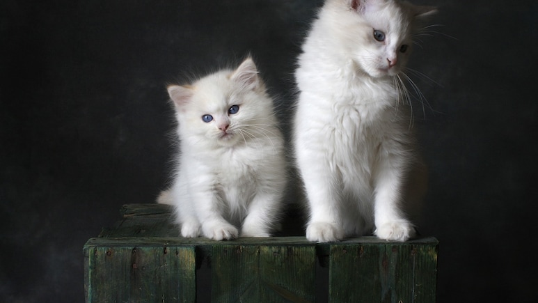 UK Teen Gets 1 Year Jail For "Sadistic" Torture, Killing Of 2 Kittens