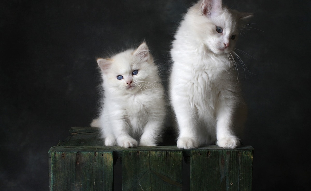 UK Teen Gets 1 Year Jail For "Sadistic" Torture, Killing Of 2 Kittens