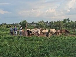 खिलाड़ियों की जगह गायें, खेल का मैदान बना गोशाला; करोड़ों लगने के बाद कोरिया का स्टेडियम अधूरा