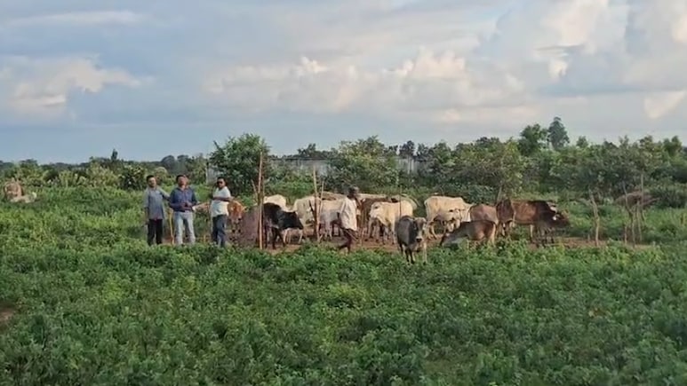 खिलाड़ियों की जगह गायें, खेल का मैदान बना गोशाला; करोड़ों लगने के बाद कोरिया का स्टेडियम अधूरा खिलाड़ियों की जगह गायें, खेल का मैदान बना गोशाला; करोड़ों लगने के बाद कोरिया का स्टेडियम अधूरा