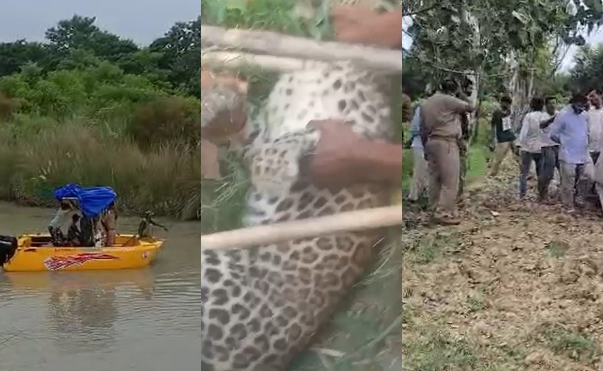 कहीं बाघ, कहीं तेंदुआ, तो कहीं भेड़िया!... यूपी के अलग-अलग इलाकों में जंगली जानवरों का आतंक
