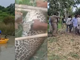 कहीं बाघ, कहीं तेंदुआ, तो कहीं भेड़िया!... यूपी के अलग-अलग इलाकों में जंगली जानवरों का आतंक कहीं बाघ, कहीं तेंदुआ, तो कहीं भेड़िया!... यूपी के अलग-अलग इलाकों में जंगली जानवरों का आतंक