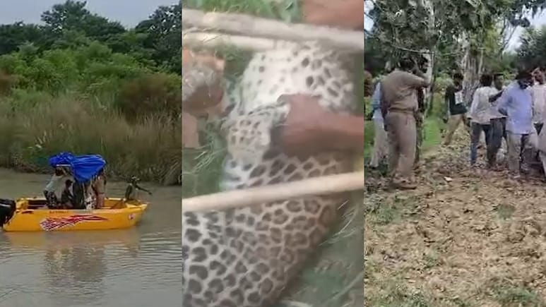 कहीं बाघ, कहीं तेंदुआ, तो कहीं भेड़िया!... यूपी के अलग-अलग इलाकों में जंगली जानवरों का आतंक कहीं बाघ, कहीं तेंदुआ, तो कहीं भेड़िया!... यूपी के अलग-अलग इलाकों में जंगली जानवरों का आतंक