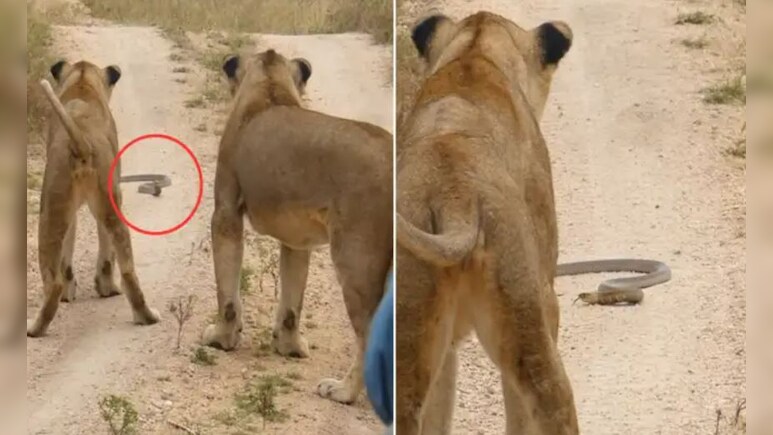 जहरीले कोबरा के सामने खड़े रहे 2 शेर, नजारा देख हैरान रह गए लोग