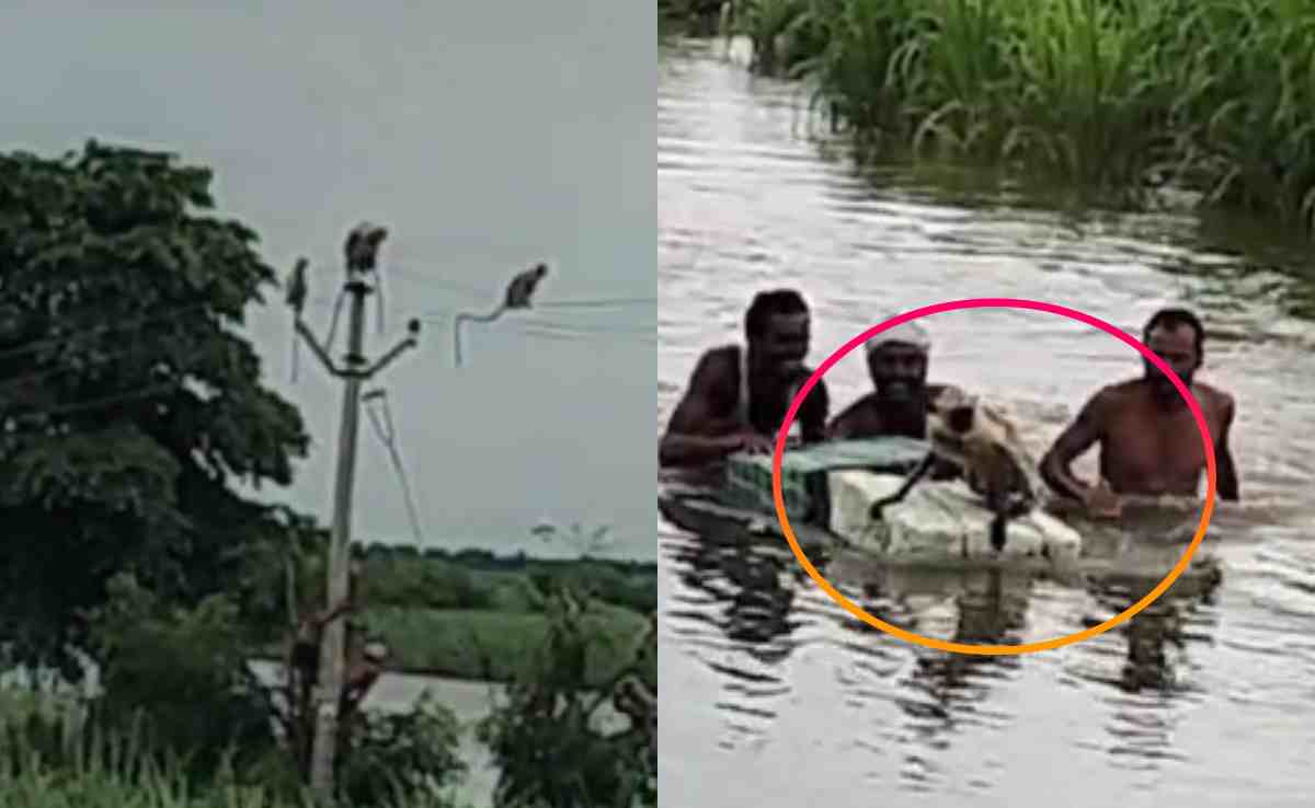 पेड़ पर फंसे थे 50 बंदर, चारों तरफ बाढ़ का पानी, ग्रामीणों ने ऐसे बचाया