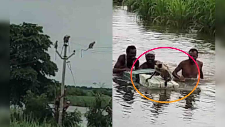 पेड़ पर फंसे थे 50 बंदर, चारों तरफ बाढ़ का पानी, ग्रामीणों ने ऐसे बचाया