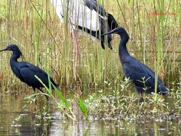 Ratnagiri News: चिपळुणात पहिल्यांदाच आढळला आफ्रिकन ‘ब्लॅक हेरॉन’, भारतातील पहिलीच नोंद