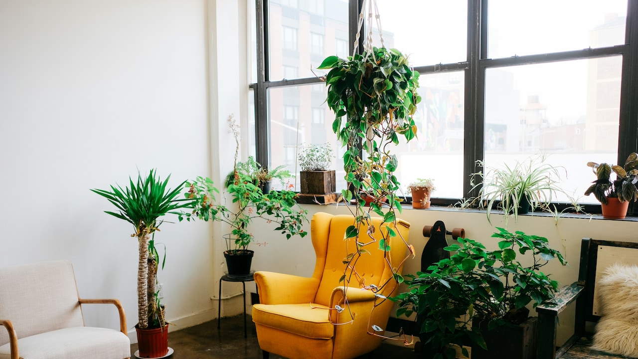 Decorate Your Space with Top Indoor Plants To Enhance The Beauty Of Your Home