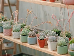 अब कम कीमत में अपने Office Desk को बनाएं फ्रेश और खूबसूरत, जल्दी से खरीदें ये Attractive Plant Pots