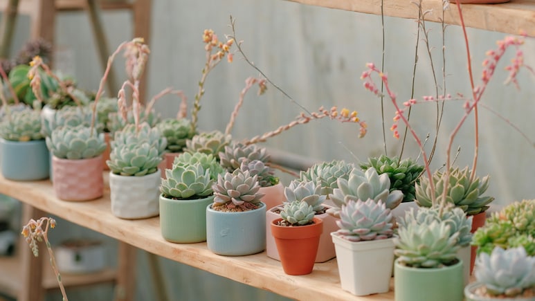 अपने Office Desk को बनाएं फ्रेश और खूबसूरत, खरीदें Attractive Plant Pots