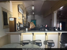 'This Needs To Be A Poster': Bear Named 'Fuzzy' Caught Eating Strawberry Ice Cream, Pics Viral 'This Needs To Be A Poster': Bear Named 'Fuzzy' Caught Eating Strawberry Ice Cream, Pics Viral
