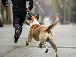 Stray Dogs: नागपूरमध्ये 10 पट वाढली भटक्या कुत्र्यांची संख्या, कोर्टाच्या आदेशानंतरही का बदलली नाही परिस्थिती? Inside Report