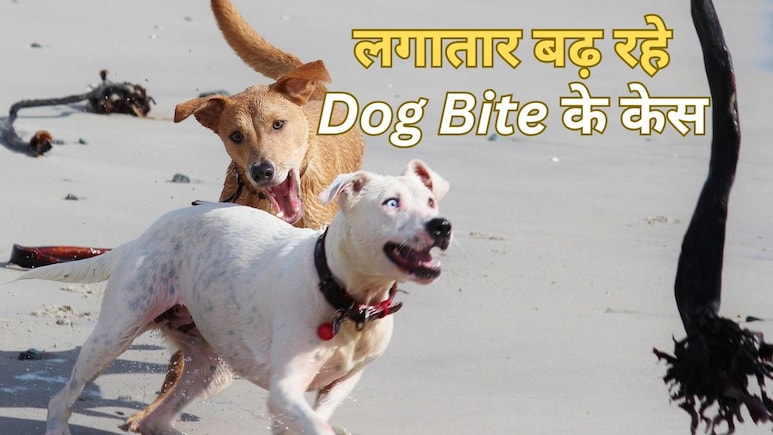 कुत्ता काट ले तो सबसे पहले क्या करना चाहिए? रेबीज से बचने के लिए जान लें ये 6 जरूरी बातें