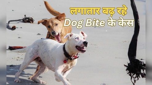 Dog Bite Case: आवारा कुत्तों का आतंक; यहां 15 लोगों को पागल कुत्ते ने बनाया शिकार, 9 वर्षीय बच्चा एम्स रेफर