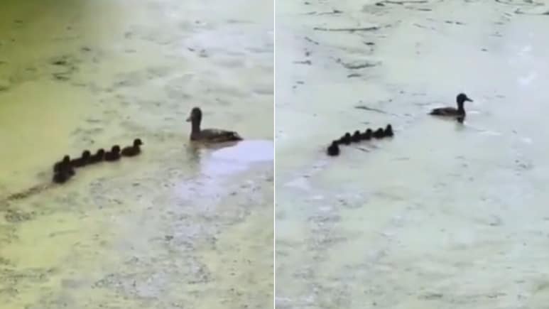 बत्तख अपने बच्चों संग खेल रही थी छुपन-छुपाई, Video ने जीता लोगों का दिल, बोले- वह उन्हें जीना सिखा रही है बत्तख अपने बच्चों संग खेल रही थी छुपन-छुपाई, Video ने जीता लोगों का दिल, बोले- वह उन्हें जीना सिखा रही है