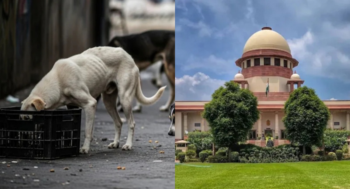 क्या आवारा कुत्तों को मिलेगी 'सुप्रीम' राहत? SC की नई बेंच आज करेगी सुनवाई