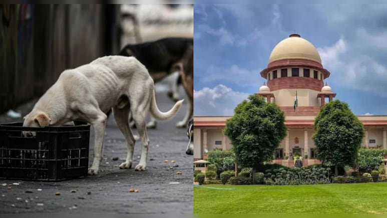 क्या आवारा कुत्तों को मिलेगी 'सुप्रीम' राहत? SC की नई बेंच आज करेगी सुनवाई क्या आवारा कुत्तों को मिलेगी 'सुप्रीम' राहत? SC की नई बेंच आज करेगी सुनवाई