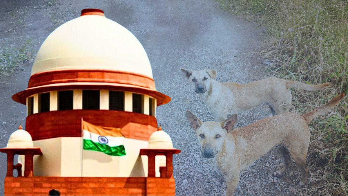 जेल या जुर्माना... आवारा कुत्तों को पकड़ने से रोका तो क्‍या कार्रवाई हो सकती है?
