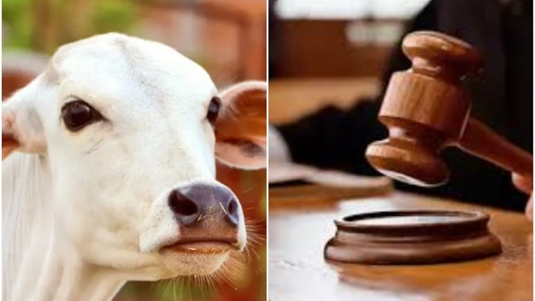 Cow Smuggling: ‘गाय पूजनीय है, वध से शांति भंग हो सकती है’, हाईकोर्ट ने गौतस्करी पर दिया सख्त संदेश