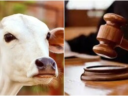 Cow Smuggling: ‘गाय पूजनीय है, वध से शांति भंग हो सकती है’, हाईकोर्ट ने गौतस्करी पर दिया सख्त संदेश Cow Smuggling: ‘गाय पूजनीय है, वध से शांति भंग हो सकती है’, हाईकोर्ट ने गौतस्करी पर दिया सख्त संदेश