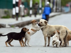 &quot;Aggressive, Dogs With Rabies Won&#039;t...&quot;: 5 Highlights From Supreme Court&#039;s Stray Dogs Order