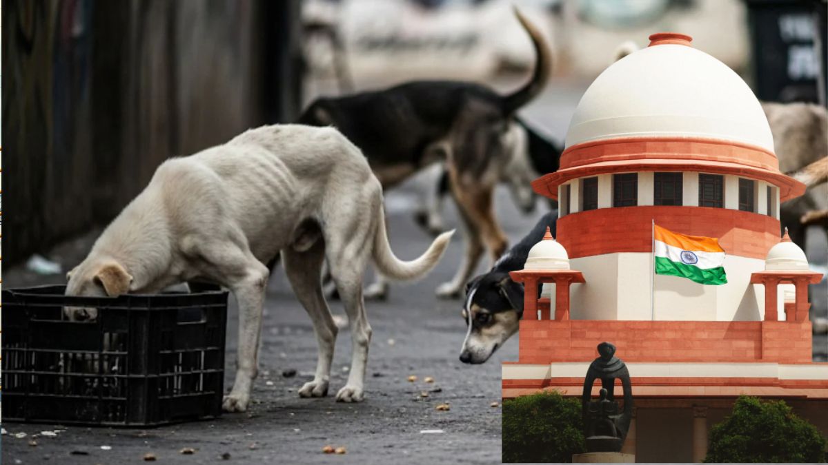 डॉग लवर्स को राहत लेकिन शर्तें लागू... आवारा कुत्तों पर सुप्रीम कोर्ट के फैसले की हर बड़ी बात जानिए