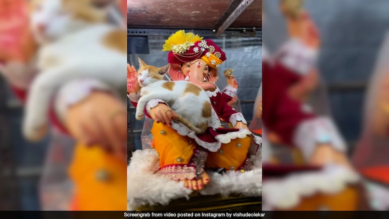 Viral Video Shows Cat Sleeping Peacefully On Lord Ganesh Idol's Arms Viral Video Shows Cat Sleeping Peacefully On Lord Ganesh Idol's Arms