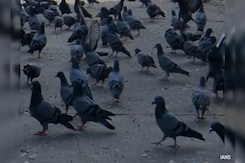 Expert Panel To Look Into Pigeon Feeding In Mumbai, Says High Court Expert Panel To Look Into Pigeon Feeding In Mumbai, Says High Court