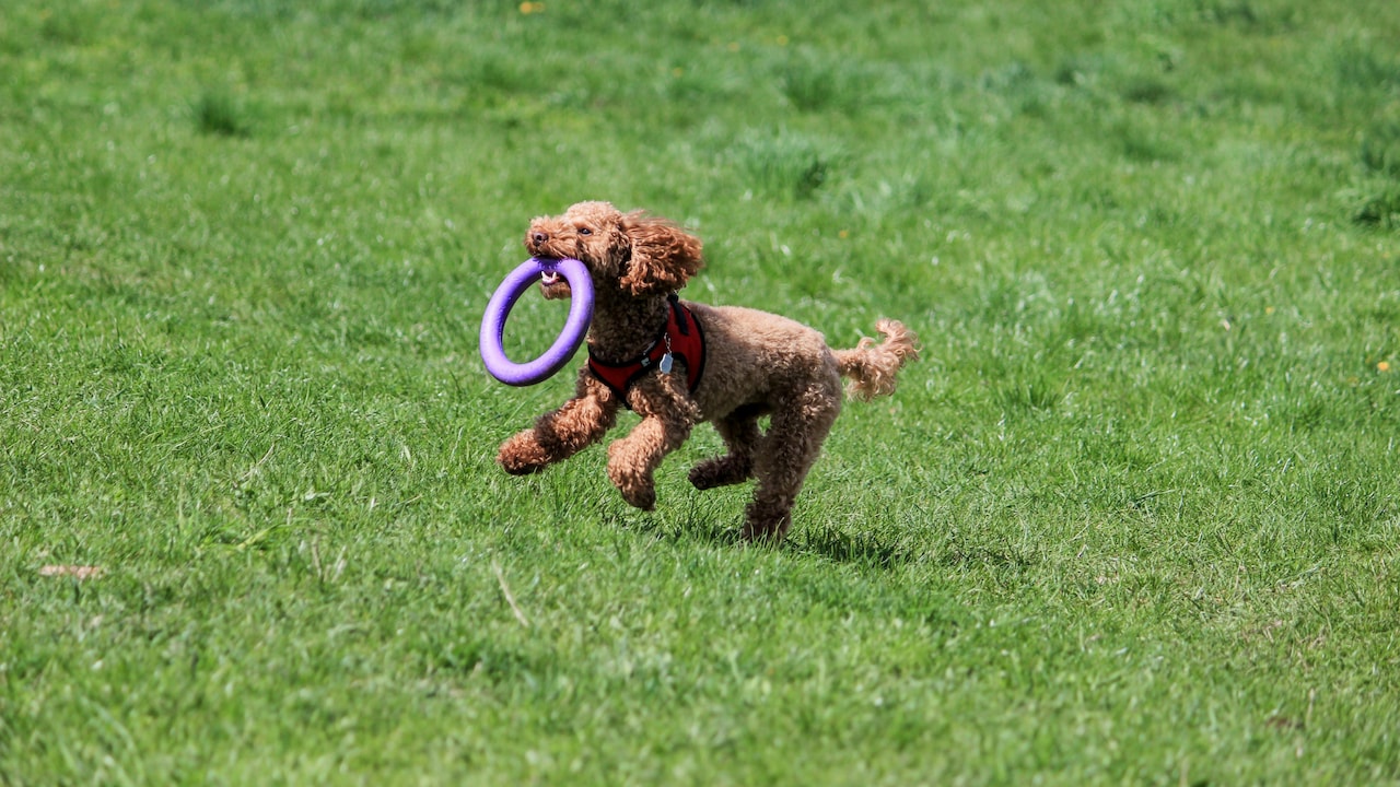 Create activity zones for pets with their favourite toys