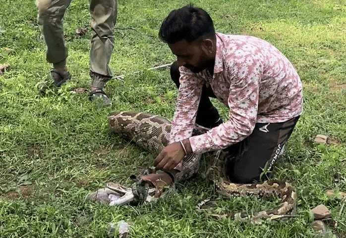 वन विभाग की टीम वन विभाग की टीम