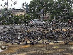 People Die, Dogs And Pigeons Live Is New Mantra Of Life: Sena Editorial